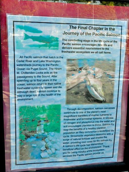 sign: journey of the Pacific Salmon